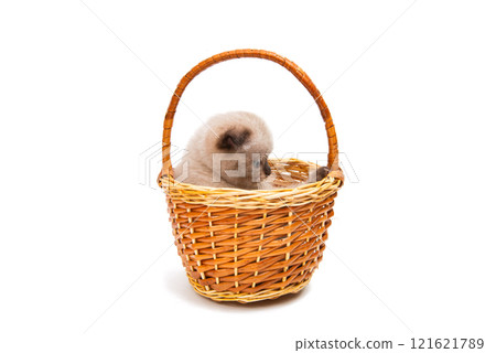 lop-eared kitten isolated lop-eared kitten isolated 121621789