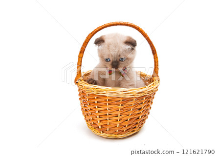 lop-eared kitten isolated 121621790