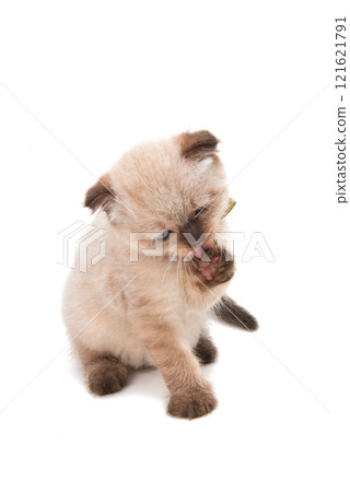 lop-eared kitten isolated lop-eared kitten isolated 121621791