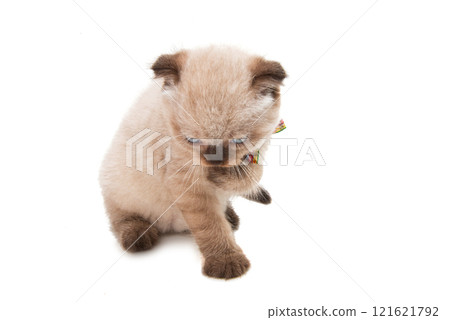 lop-eared kitten isolated lop-eared kitten isolated 121621792