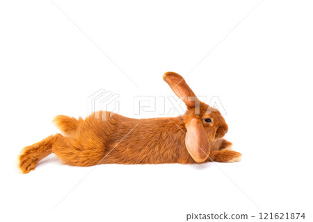 red rabbit isolated 121621874