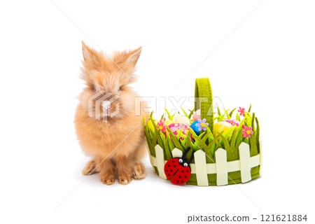 easter live bunny isolated 121621884
