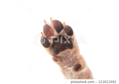 dog paw isolated 121621892