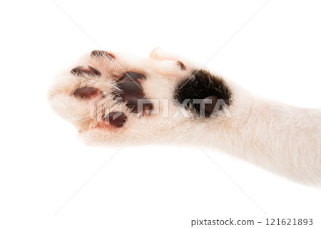 cat paw isolated cat paw isolated 121621893