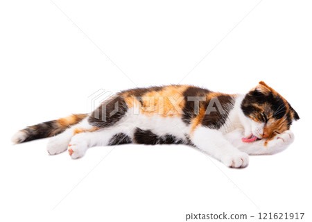tricolor cat isolated 121621917
