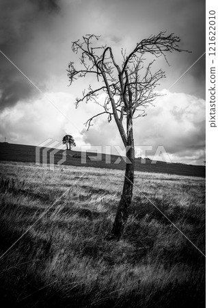 A stark landscape in the Ore Mountains with a solitary, bare tree standing amidst tall grasses. The dramatic sky looms overhead, highlighting the serene yet haunting atmosphere of the region. 121622010