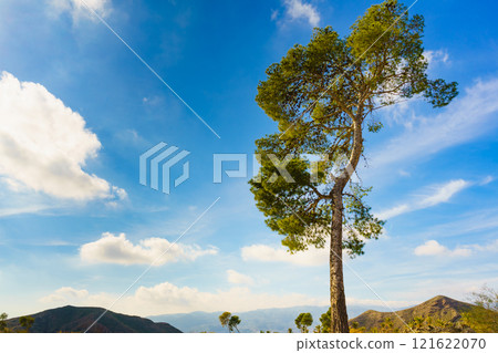 Single pine tree against blue sky. Single pine tree against blue sky. 121622070