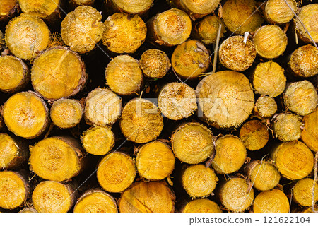 Pile of wood wooden logs background Pile of wood wooden logs background 121622104