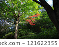 Landscape with green 121622355
