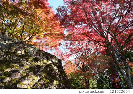 郡上八幡城石牆及秋葉 121622604