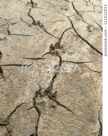 Unidentified animal footprints Unidentified animal footprints 121622653