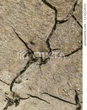 Unidentified animal footprints 121622655