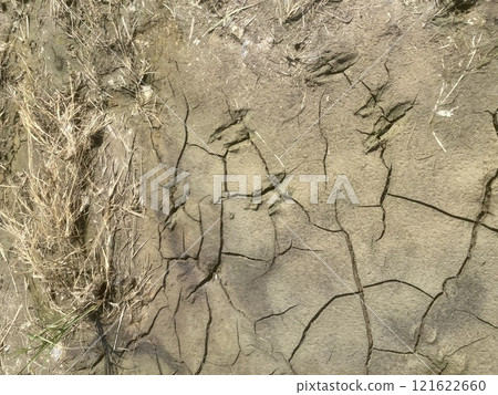 Unidentified animal footprints Unidentified animal footprints 121622660