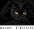 野生黑貓，厄運的象徵 121622815