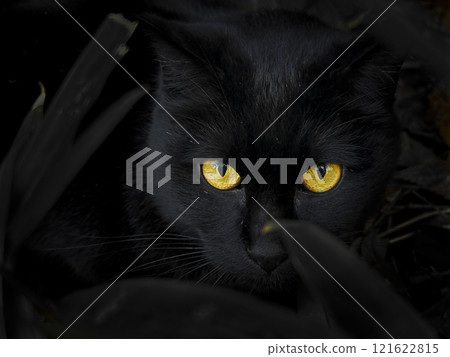 野生黑貓,厄運的象徵 野生黑貓,厄運的象徵 121622815