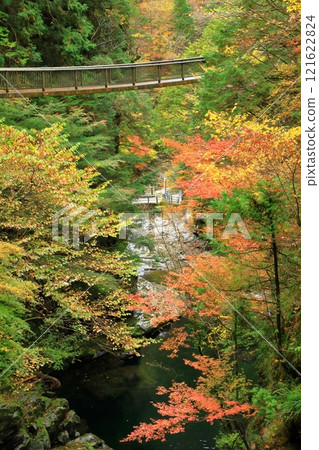 Autumn leaves at Mitarai Valley, Tenkawa Village, Nara Prefecture 121622824