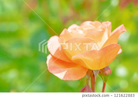 滿屋鮮花，四季不同，玫瑰園，花瓣美麗，粉紅玫瑰在初秋的微風中搖曳 121622883