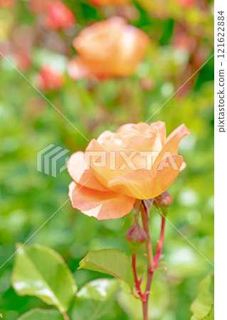 滿屋鮮花,四季不同,玫瑰園,花瓣美麗,粉紅玫瑰在初秋的微風中搖曳 滿屋鮮花,四季不同,玫瑰園,花瓣美麗,粉紅玫瑰在初秋的微風中搖曳 121622884