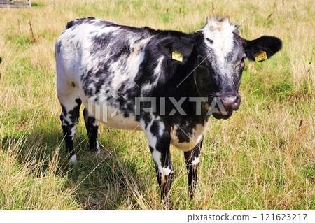 Black and white cows in the meadow eat grass on a sunny day. 121623217