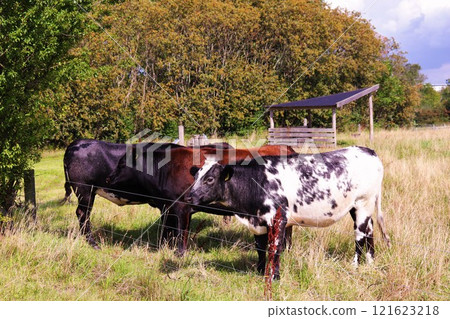 Black and white cows in the meadow eat grass on a sunny day. 121623218