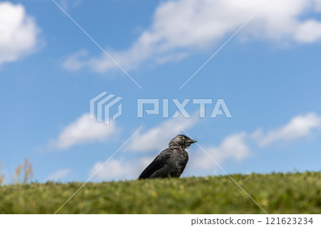 Jackdaw on green grass against blue sky 121623234