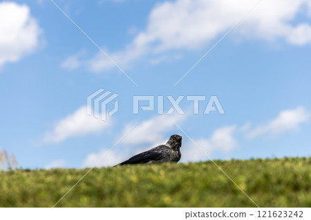 Jackdaw on green grass against blue sky Jackdaw on green grass against blue sky 121623242