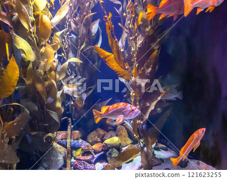 Tropical sea underwater fishes on coral reef. Aquarium oceanarium wildlife. Tropical sea underwater fishes on coral reef. Aquarium oceanarium wildlife. 121623255