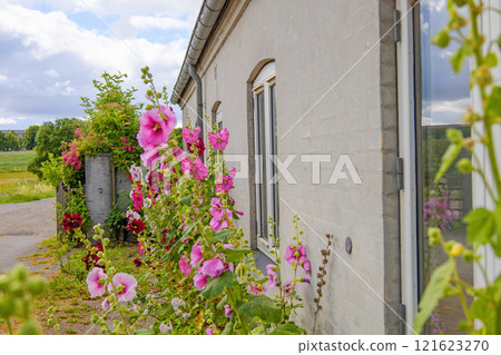 Beautiful colourful hollyhocks Alcea rose flower bloom at the window of the house. Beautiful colourful hollyhocks Alcea rose flower bloom at the window of the house. 121623270