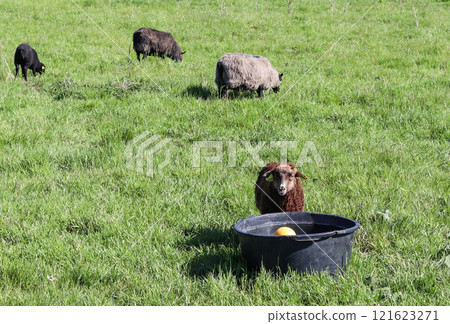Sheeps in the meadow eat grass on a sunny day. 121623271