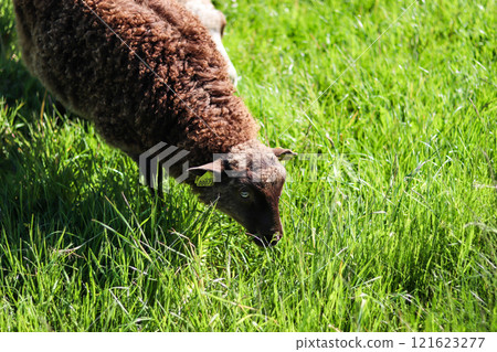 Sheeps in the meadow eat grass on a sunny day. Sheeps in the meadow eat grass on a sunny day. 121623277