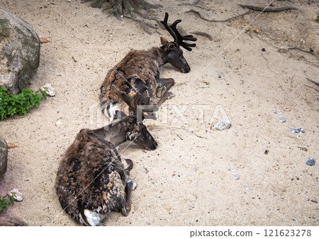 Two horned deer lie on the sand in zoo Two horned deer lie on the sand in zoo 121623278