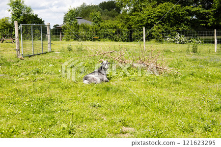 A gray horned goat lies on the green grass. A gray horned goat lies on the green grass. 121623295