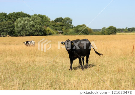 Cows in the meadow eat grass on a sunny day. Cows in the meadow eat grass on a sunny day. 121623478