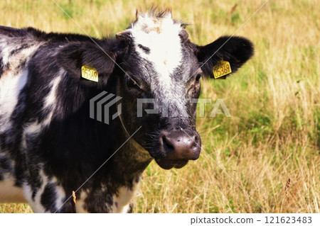 Black and white cows in the meadow eat grass on a sunny day. Black and white cows in the meadow eat grass on a sunny day. 121623483