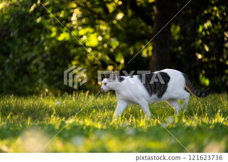 A stray cat with a tabby pattern walking through the forest in a fantastic atmosphere with beautiful light shining through it A stray cat with a tabby pattern walking through the forest in a fantastic atmosphere with beautiful light shining through it 121623736