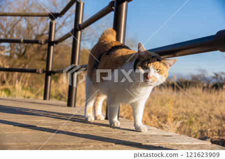 Autumn silver grass and a calico cat in the park Autumn silver grass and a calico cat in the park 121623909