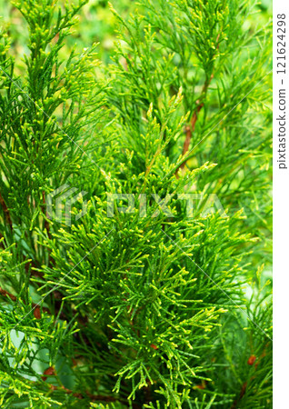 Evergreen Conifer Tree Thuja Arborvitae. 121624298