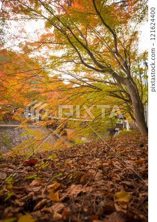 Lake Kawaguchi Maple Corridor during the autumn foliage season is the most beautiful. You can walk for hundreds of meters. There is a festival held from late October to late November Lake Kawaguchi Maple Corridor during the autumn foliage season is the most beautiful. You can walk for hundreds of meters. There is a festival held from late October to late November 121624400
