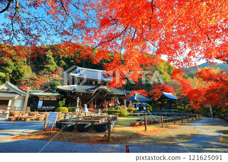 [京都府]晴天時的三室戶寺本堂及秋葉 121625091