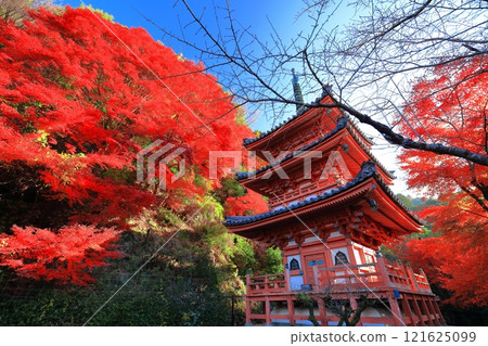 [京都府]晴天時三室戶寺的三層寶塔和秋葉 121625099