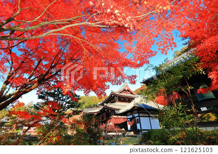 [Kyoto Prefecture] The main hall of Mimuroto Temple and autumn leaves on a clear day 121625103