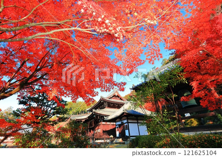 [Kyoto Prefecture] The main hall of Mimuroto Temple and autumn leaves on a clear day 121625104