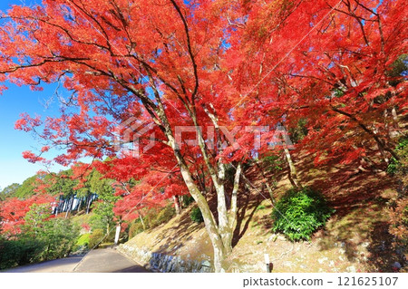 [京都府] 晴天三室戶寺的紅葉 121625107