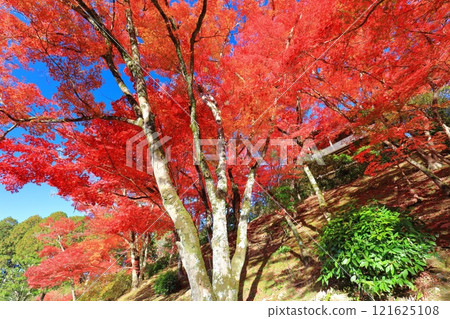 [京都府] 晴天三室戶寺的紅葉 121625108