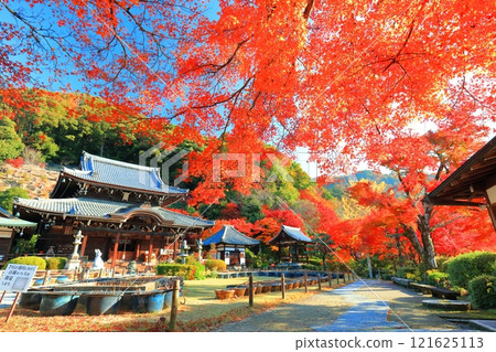 [Kyoto Prefecture] The main hall of Mimuroto Temple and autumn leaves on a clear day 121625113