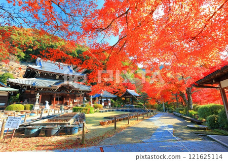 [京都府]晴天時的三室戶寺本堂及秋葉 121625114