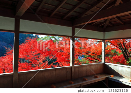 [Kyoto Prefecture] Autumn leaves at Mimuroto Temple on a clear day 121625116