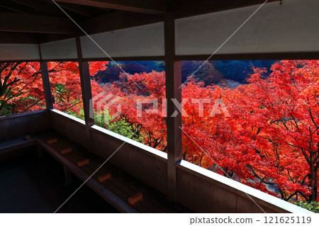 [京都府] 晴天三室戶寺的紅葉 121625119