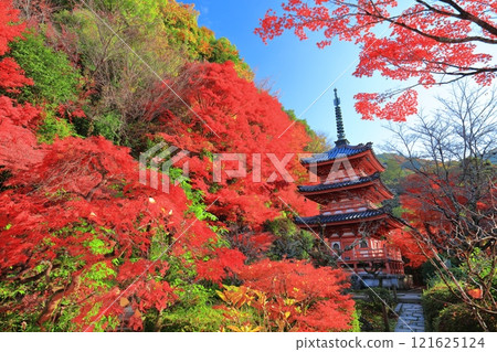 [Kyoto Prefecture] Mimuroto Temple's three-story pagoda and autumn leaves on a clear day 121625124