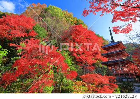 [京都府]晴天時三室戶寺的三層寶塔和秋葉 121625127
